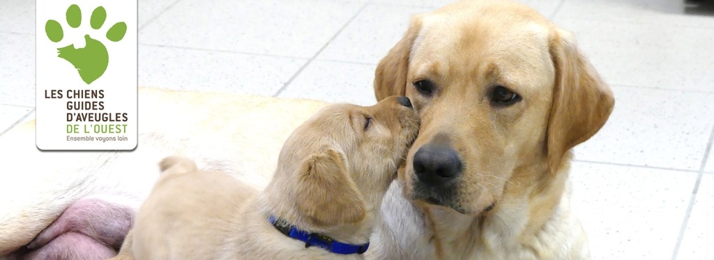 projet-solidaire-pop-chien-guide